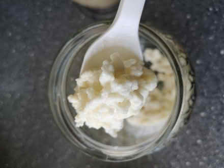 Photo of free Kefir grains (Southbourne BH6) #1