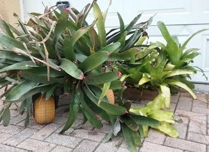 Photo of free Bromeliads (Holiday FL)