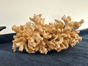 Photo of free Two sides of 1 piece of coral (Queen Anne)