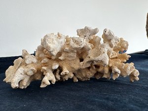 Photo of free Two sides of 1 piece of coral (Queen Anne)
