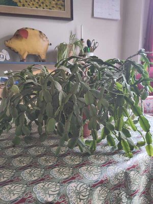 Photo of free Christmas cactus (The Plantation GL5)