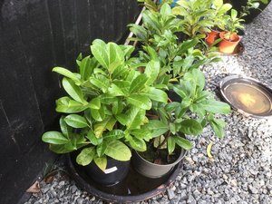 Photo of free Laurels, several up to 28” high (SS12 Wickford)