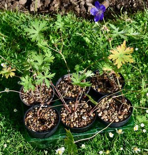 Photo of free Hardy geranium plants (Hatfield AL10)