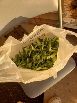 Photo of free Bag of fresh cut oregano leaves (Downtown Bartlett)