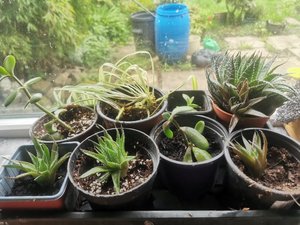 Photo of free More Rooted House Plant Cuttings (Saltaire BD18)