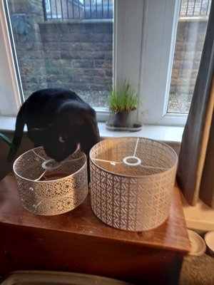 Photo of free 2 lampshades (Staincliffe WF13)
