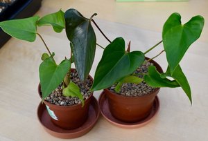 Photo of free Baby anthurium houseplants (Hatfield AL10)