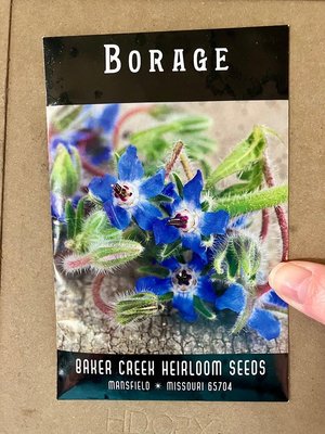 Photo of free Packet of Borage Seeds; Upper Darby (Upper Darby)