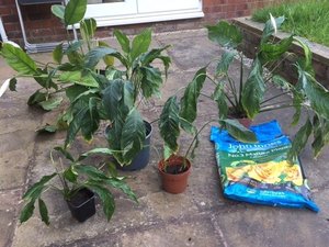 Photo of free 5 x Peace lillies - they've just been split and repotted (Cheadle Hulme SK8)