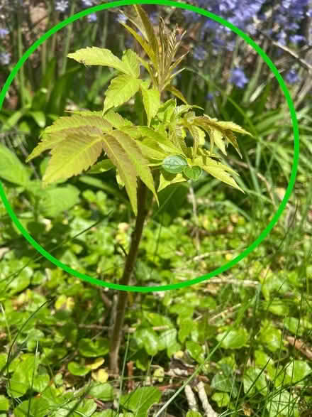 Photo of free Baby Trees/shrubs (Ermin Park GL3) #2