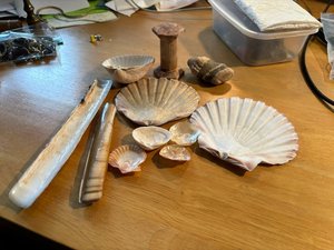 Photo of free Shells (Derby DE22)