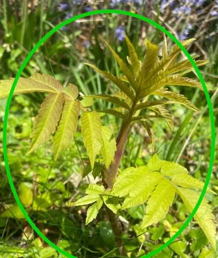 Photo of free Baby Trees/shrubs (Ermin Park GL3) #3