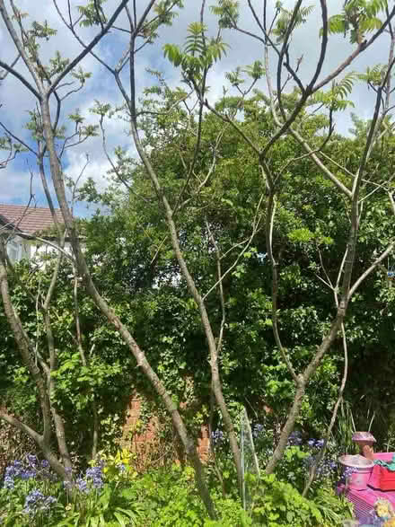 Photo of free Baby Trees/shrubs (Ermin Park GL3) #4