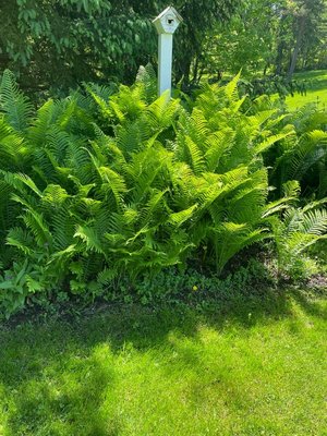Photo of free ferns - you dig (Canton South)