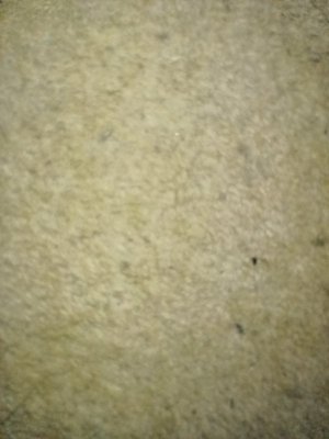 Photo of free Carpet - approx 3.5m x 4.5m (Galmpton TQ5)