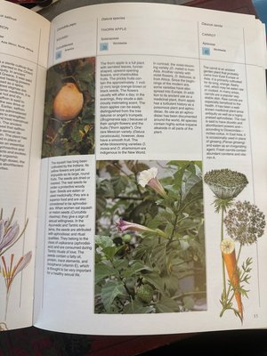 Photo of free Plants of Love Art Book (Upper Chichester, PA)