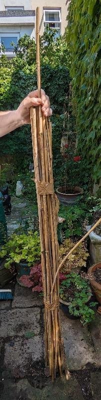 Photo of free Bamboo garden canes. About 5ft long. (Aldrington BN3)