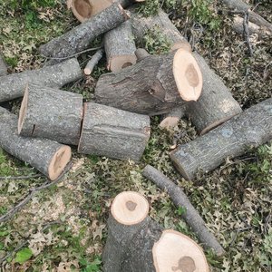 Photo of free Oak Firewood, ready to split (Spanish Lake 63138)