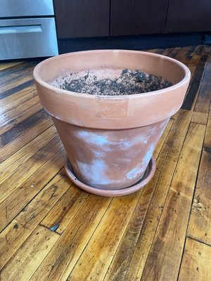 Photo of free 12.5” diameter terra cotta pot (East Kensington)