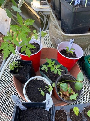Photo of free Seedlings (Hyattsville, MD)
