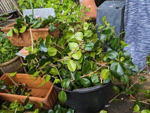 Photo of free Camellia cuttings (Portslade by Sea BN41)
