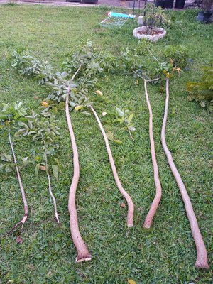 Photo of free Gumbo limbo trees (Oakland Park)