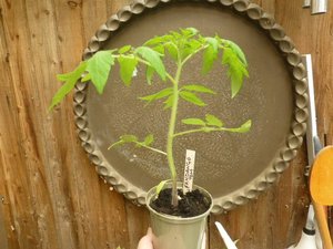 Photo of free Tomato plant (North Tonbridge.)