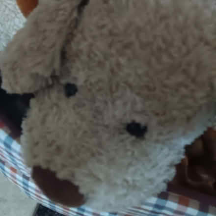 Photo of Dog teddies (West Midlands B31) #1