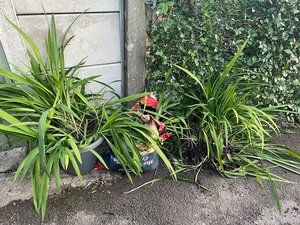 Photo of free Crocosmia plants and corms (M25 Prestwich)