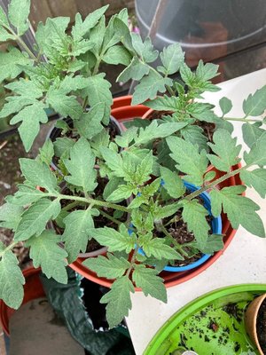 Photo of free Small tomato plants (Downend BS16)