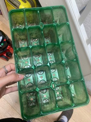 Photo of free Seedling tray (Stockwell SW9)