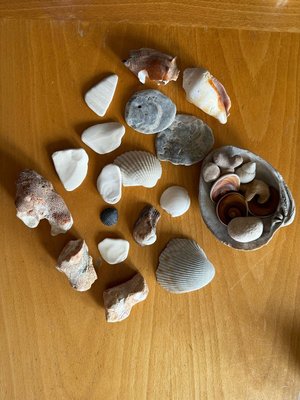 Photo of free Shells and other found things (Queen Anne)