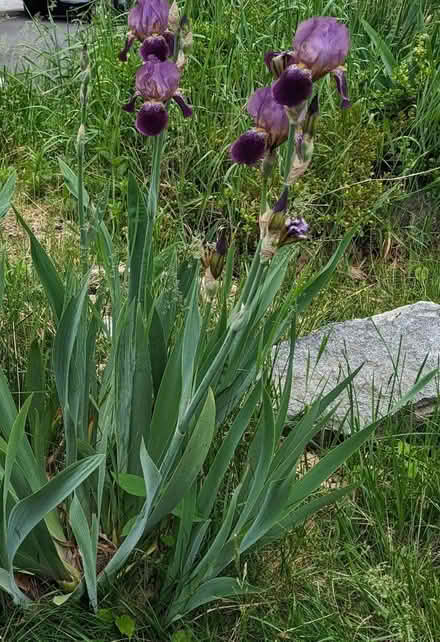 Photo of free Irises (South shore)