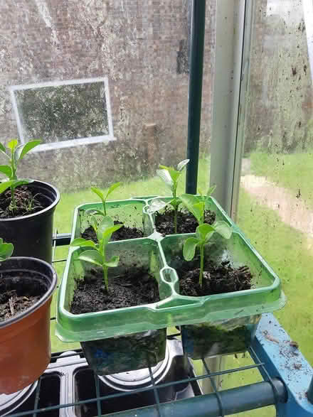 Photo of free Tangerine seedlings (Llandaf CF5)