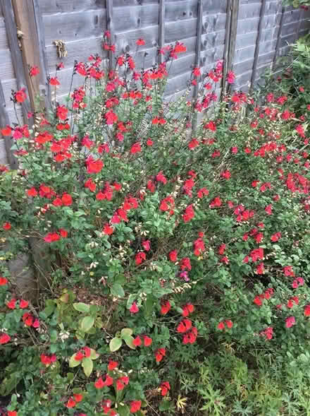 Photo of free Red Salvia cutting (Morden SM4) #1