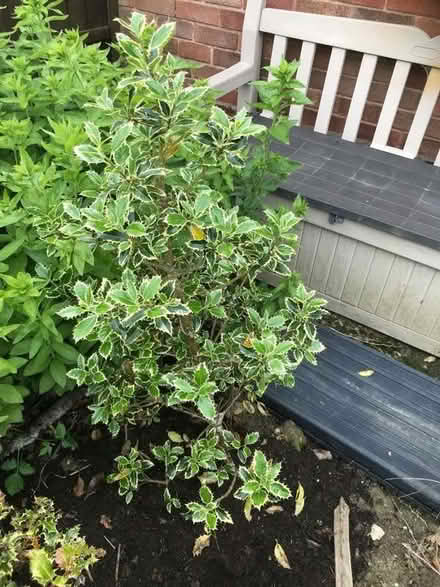 Photo of free Bushes (North Wingfield S42)