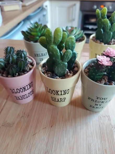 Photo of free Fake Cactus plants (Handsworth S13)