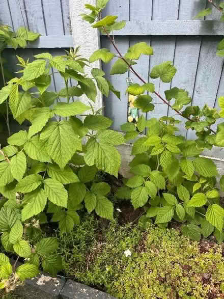 Photo of free Baby raspberry bushes (Swanley BR8)