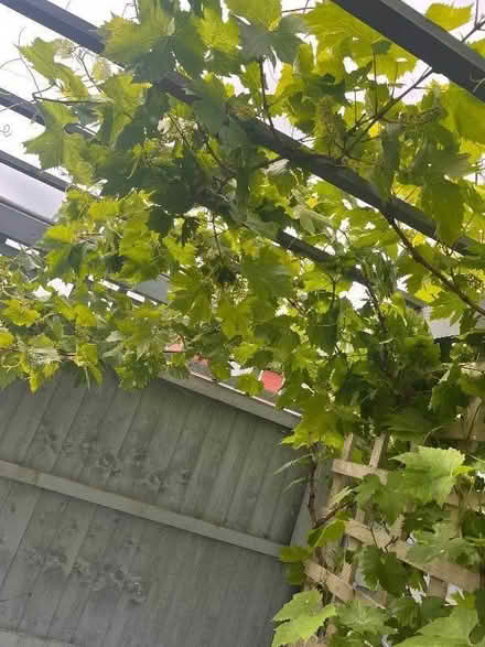 Photo of free Vine leaves but the bucket load (Swanley BR8)