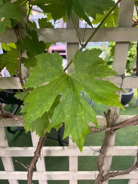 Photo of free Vine leaves but the bucket load (Swanley BR8)