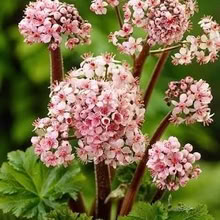 Photo of free Darmera Peltata cutting damp spots (Morden SM4) #1