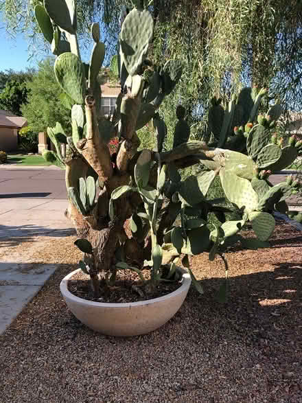Photo of free 3 large potted cacti (1758 E Carla Vista Dr)
