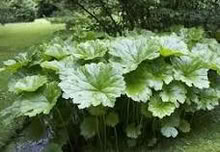 Photo of free Darmera Peltata cutting damp spots (Morden SM4) #2
