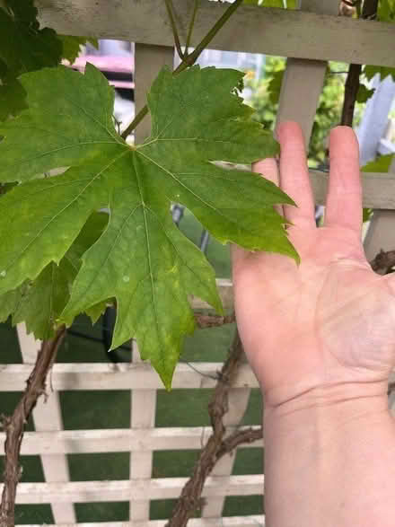 Photo of free Vine leaves but the bucket load (Swanley BR8)