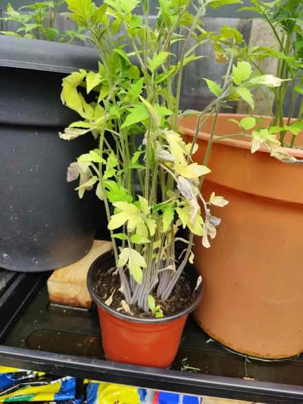 Photo of free Tomato plants (birstall LE4)