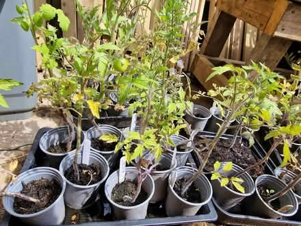 Photo of free Tomato plants (Stroud GL5)