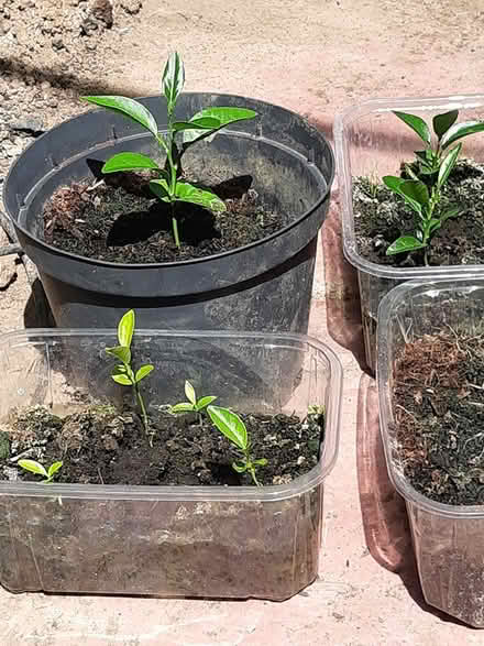 Photo of free Tangerine seedlings (Llandaf CF5)