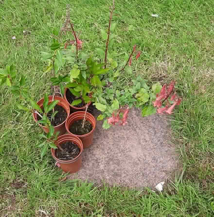 Photo of free Plants (Farlow DY14) #1