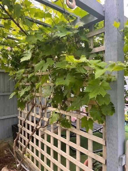 Photo of free Vine leaves but the bucket load (Swanley BR8)