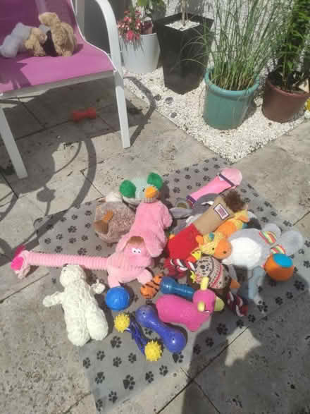 Photo of free Dog toys (G43)